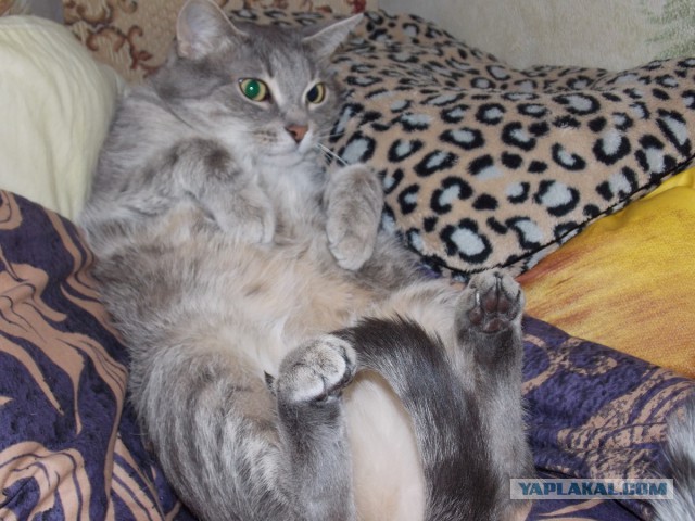 Котовторник 07 04 2015