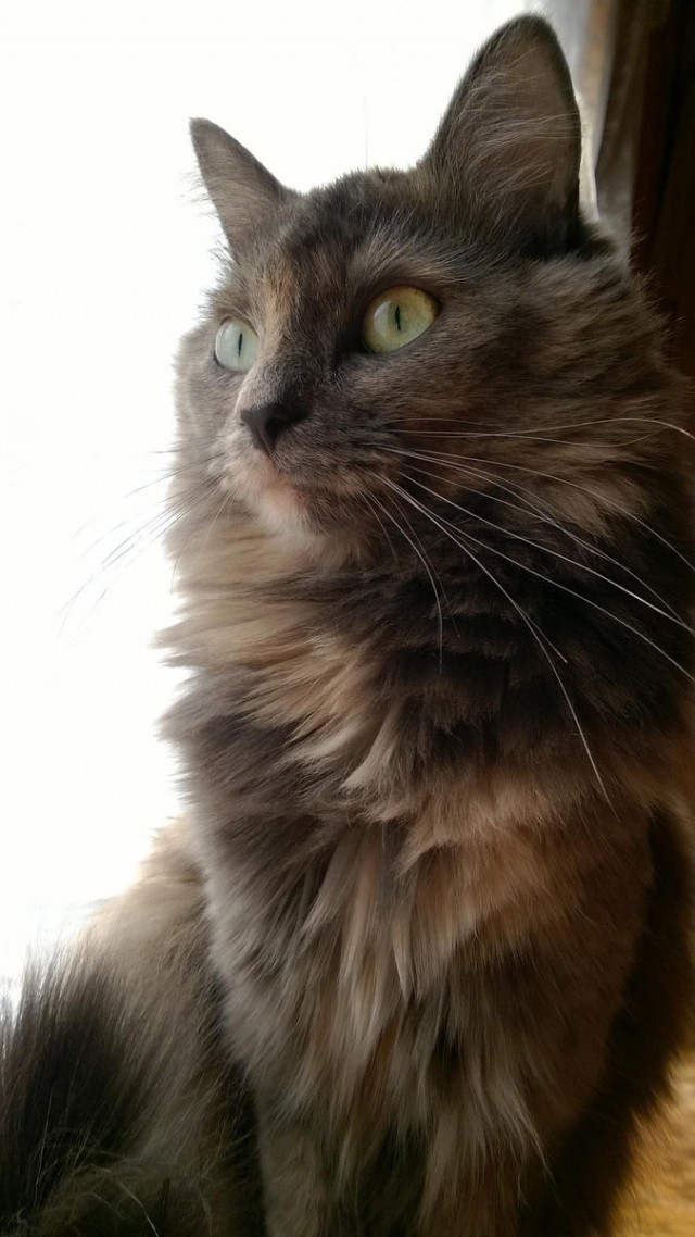 Про Тучку, которая стала Дымкой