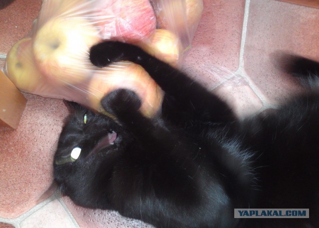 Котовторник