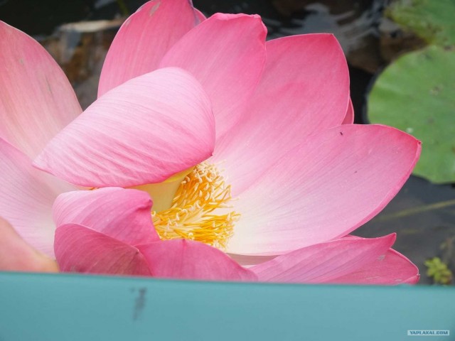 Золотая осень