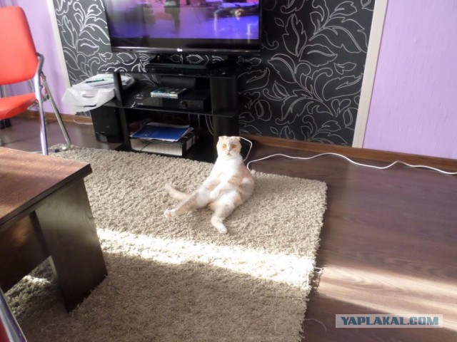 Котовторник 18.08.2015