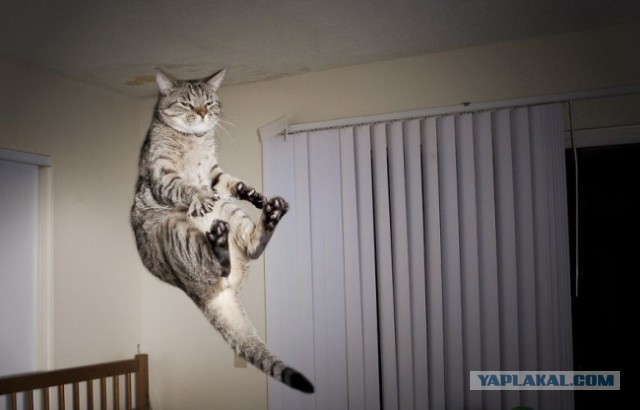 17 фотографий котов