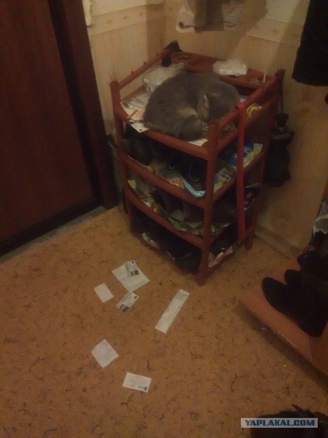 Котовторник