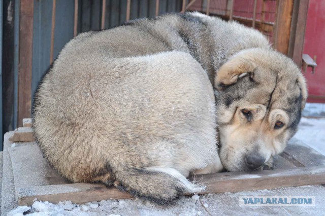 Первый весенний собакочетверг