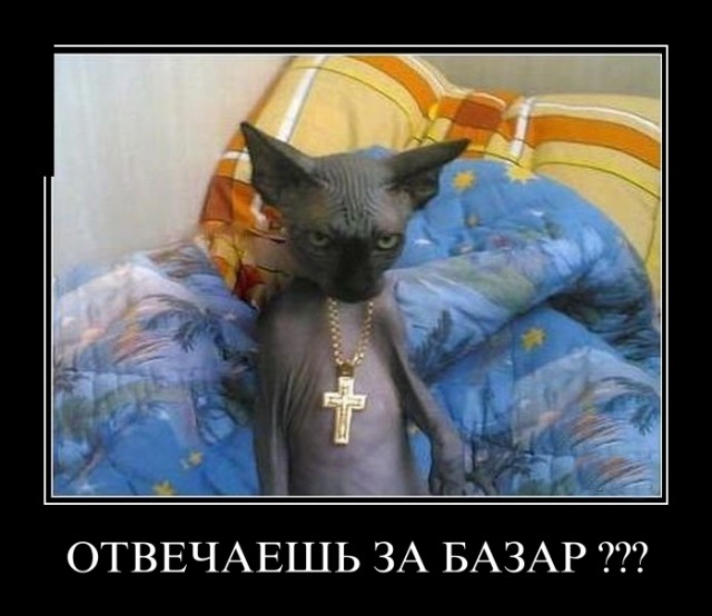 Смешные картинки с надписями