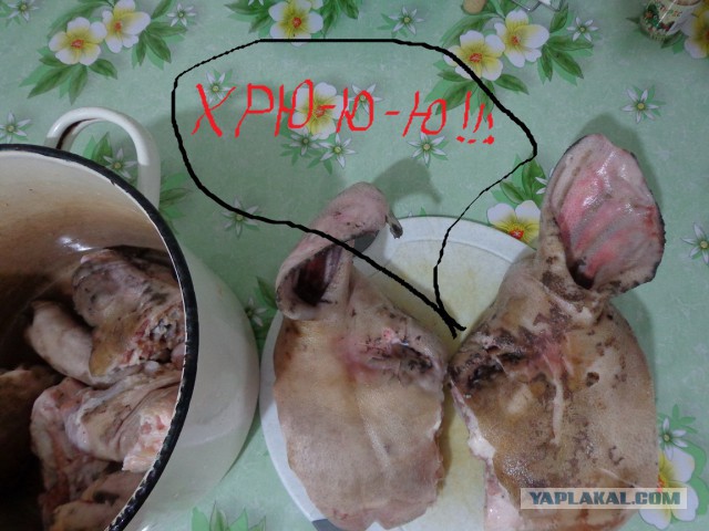 Сальтисон