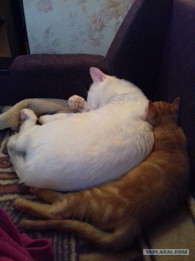 Котовторник 07.06.2016