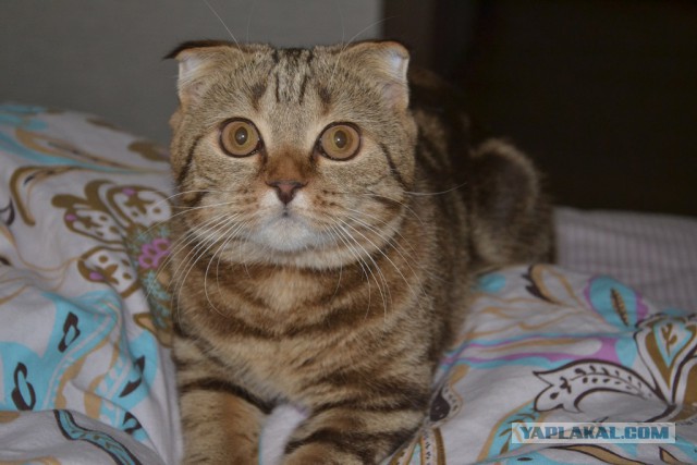 Котовторник 13.12.2016