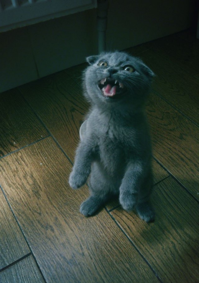 Коты и Кошки