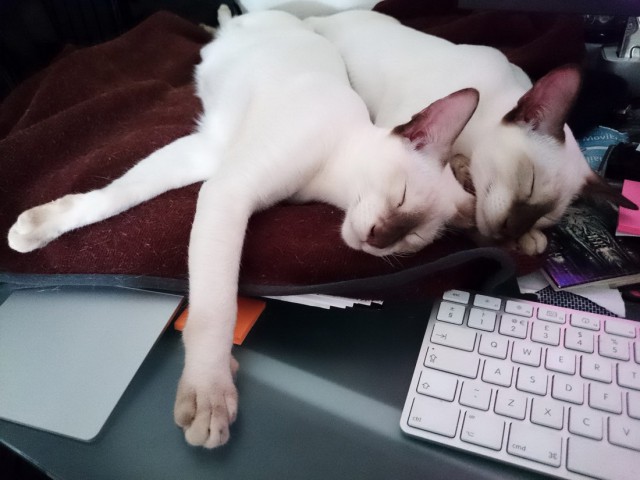 Коты и Кошки
