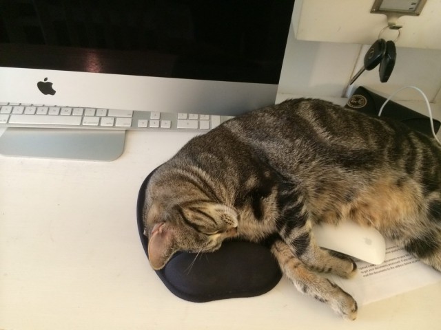 Коты и Кошки
