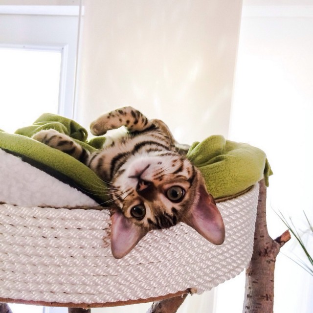 Коты и Кошки