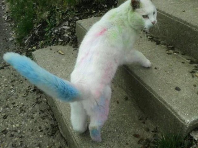 Коты и Кошки