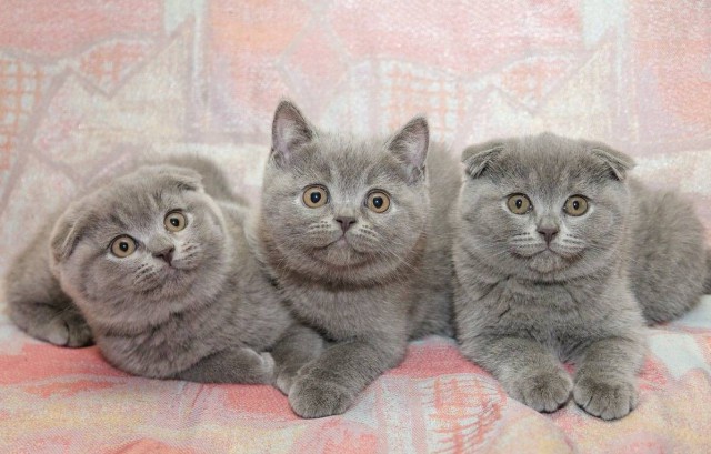 Коты и Кошки