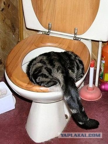 Чем любят заниматься кошаки?