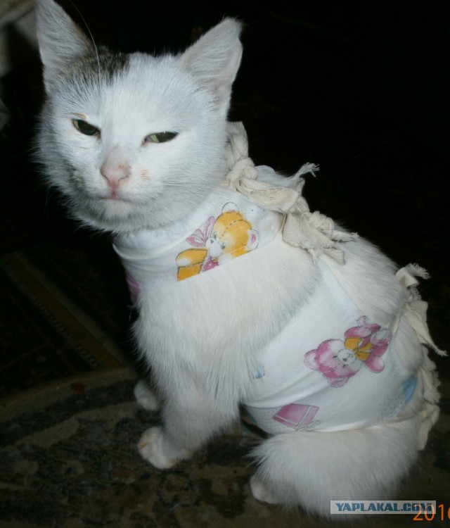 Котовторник 9.01.2018