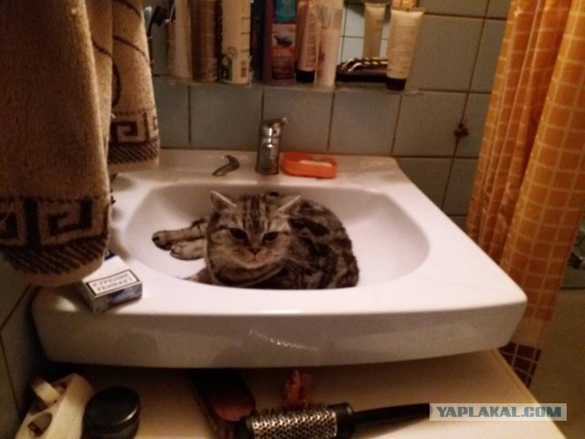Котовторник 20.02.18