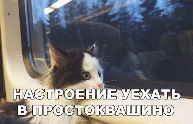 Фотобомбы котов