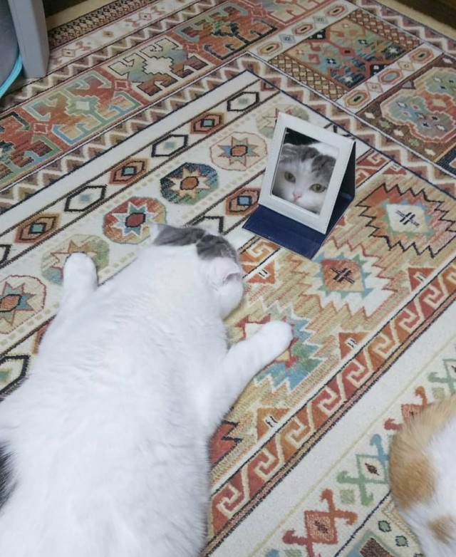 Прикольных котов пост