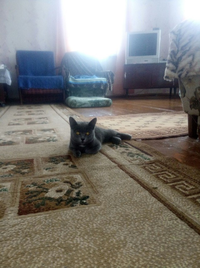 Котовторник 05.06.2018