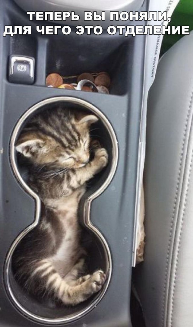 Неадекватные коты