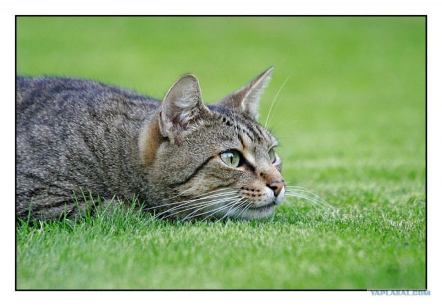 Уррааа! Котовторник на ЯПлакалъ!