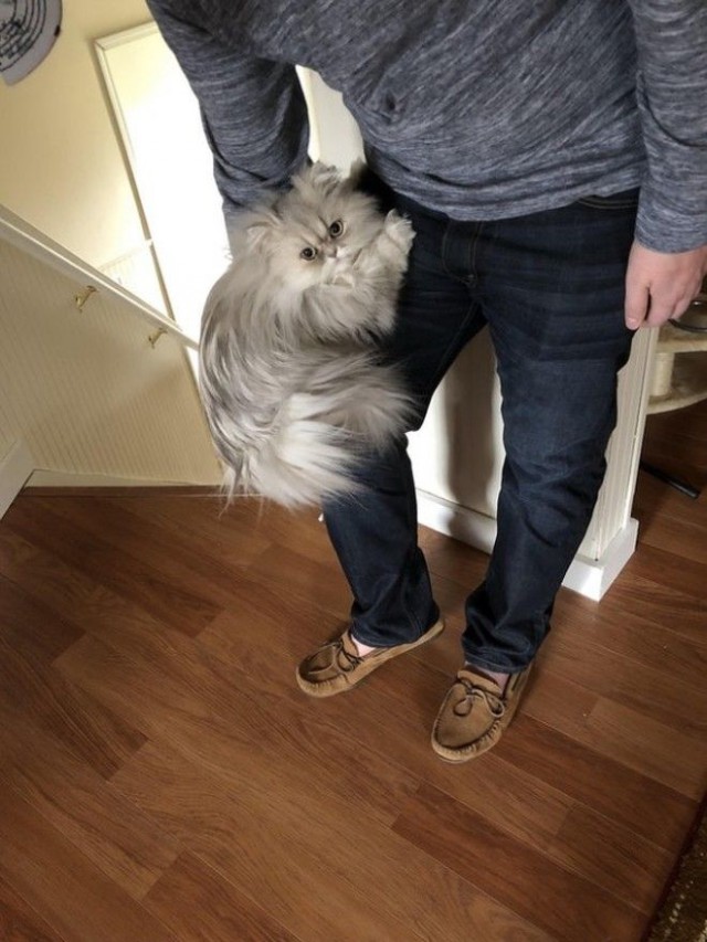 Прикольных котов пост