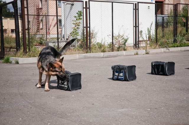 Собаки МВД