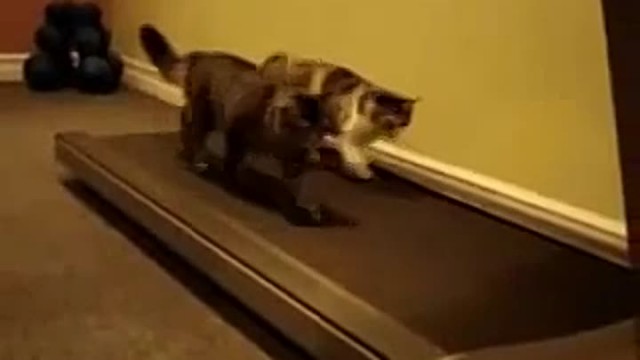 Хозяин купил себе новую игрушку