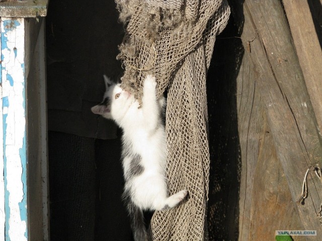 Котовторник. А как же?!