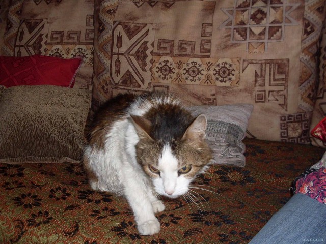 Котейкин вторник! Космический 12.04!