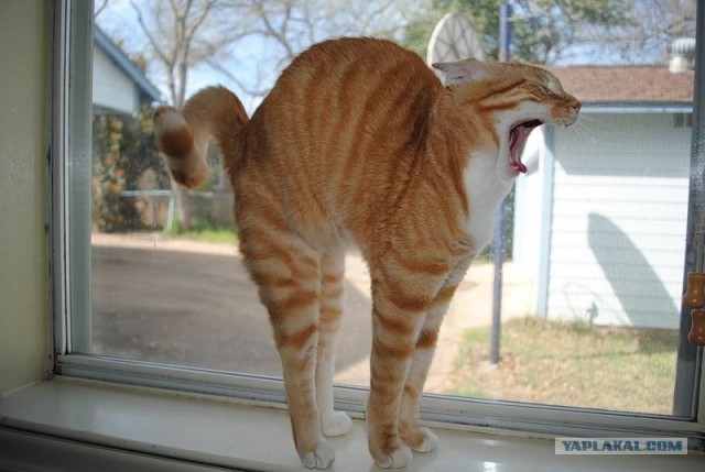 Котовторник в "КотоГетто"