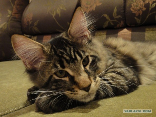 Котовторник 06.12.2011