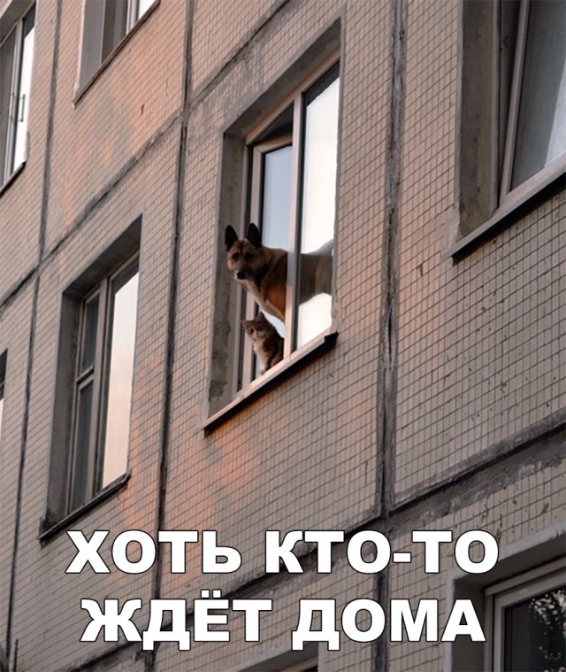 Милые животные. Мимиметр сломался