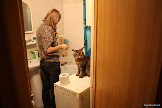 Котовторник (28.02.2012)
