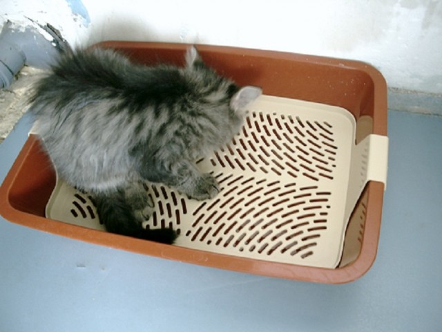Котовторник 24.04.2012