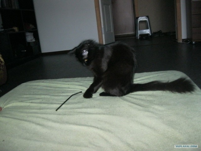 Котовторник  19.06.2012