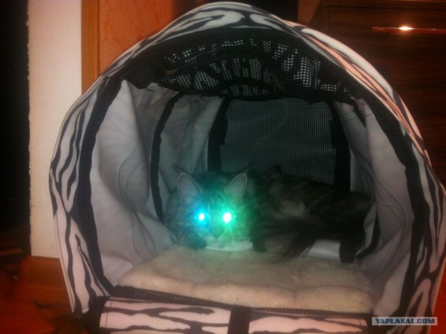 Котовторник  4.09.12