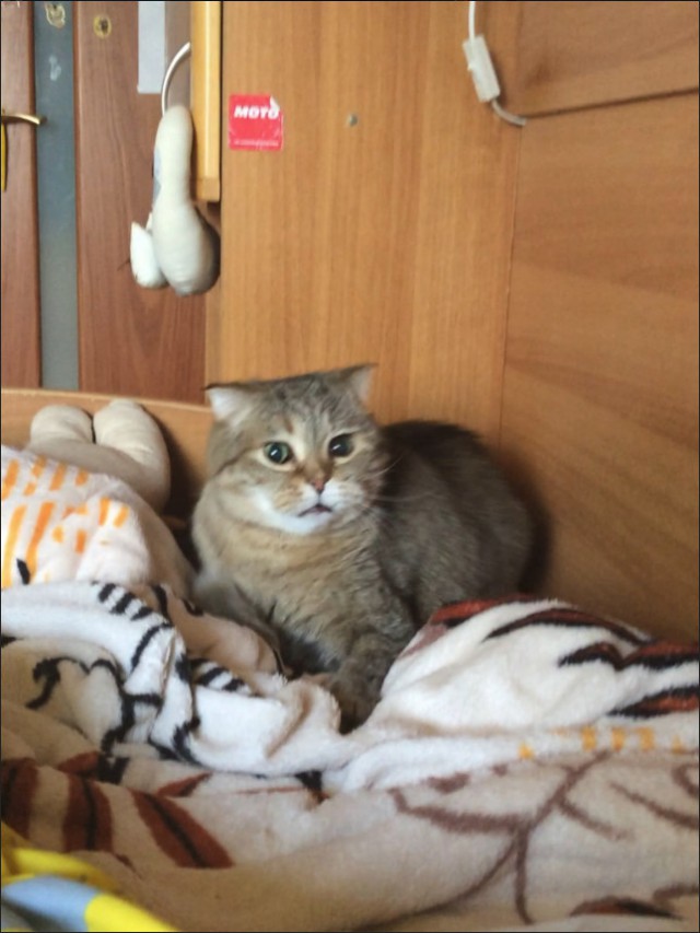 Забавные фото котеек