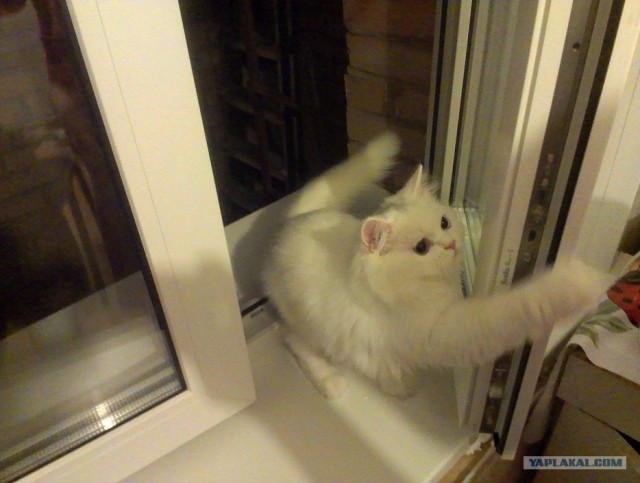 Котонянька и котовторник