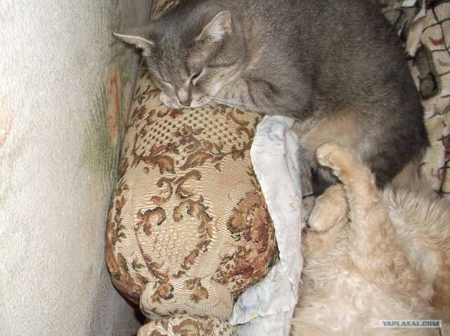 Котовторник ( 23.10. 2012. )