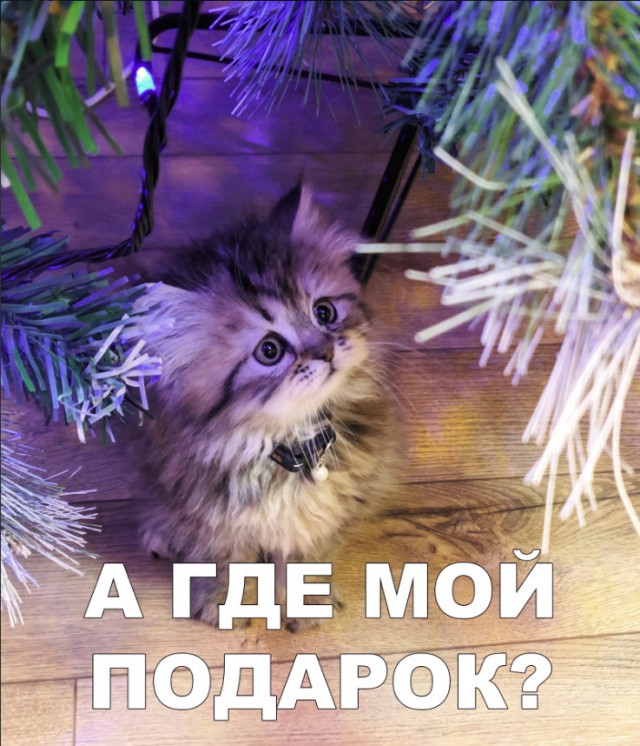 Забавные фото котеек