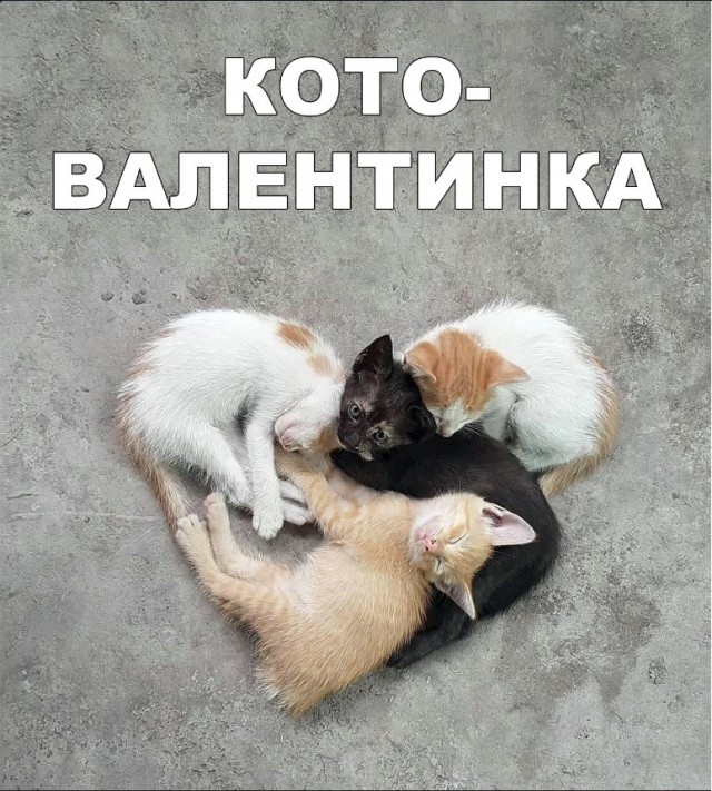Забавные фото котеек