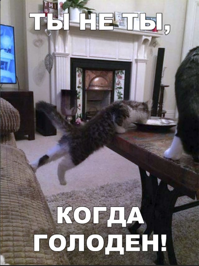 Забавные фото котеек
