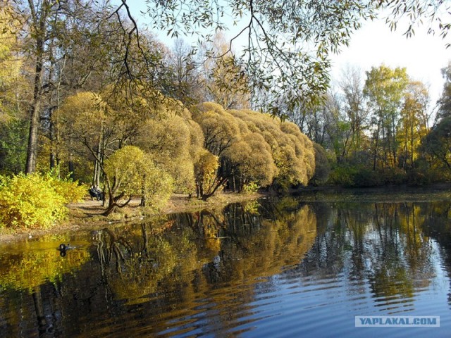 любительская фотография