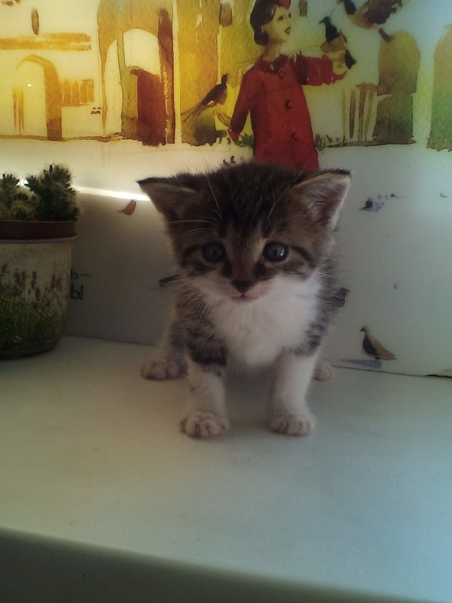 Забавные фото котеек