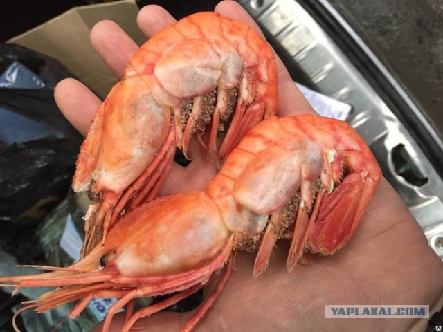 В Крыму запущено производство креветки