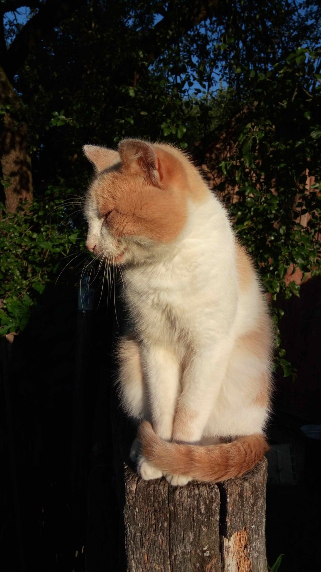 Котовторник однако