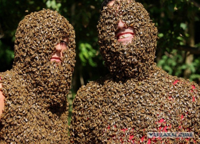 "По шее аж льется!": на пасечника подали в суд из-за пчелиных испражнений