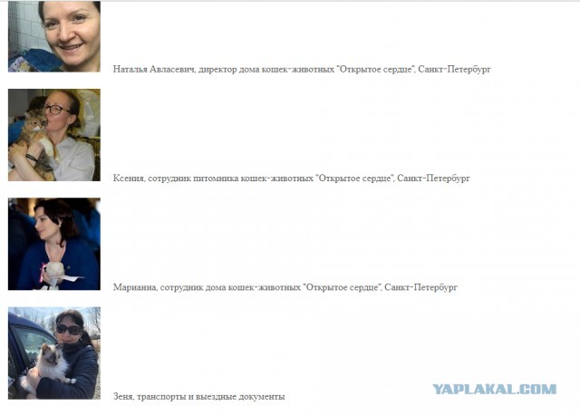 Помогите вернуть кота! Приют "Преданное сердце" украл кота и не отдает!-2